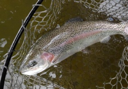 大安トラウトレイク 釣果